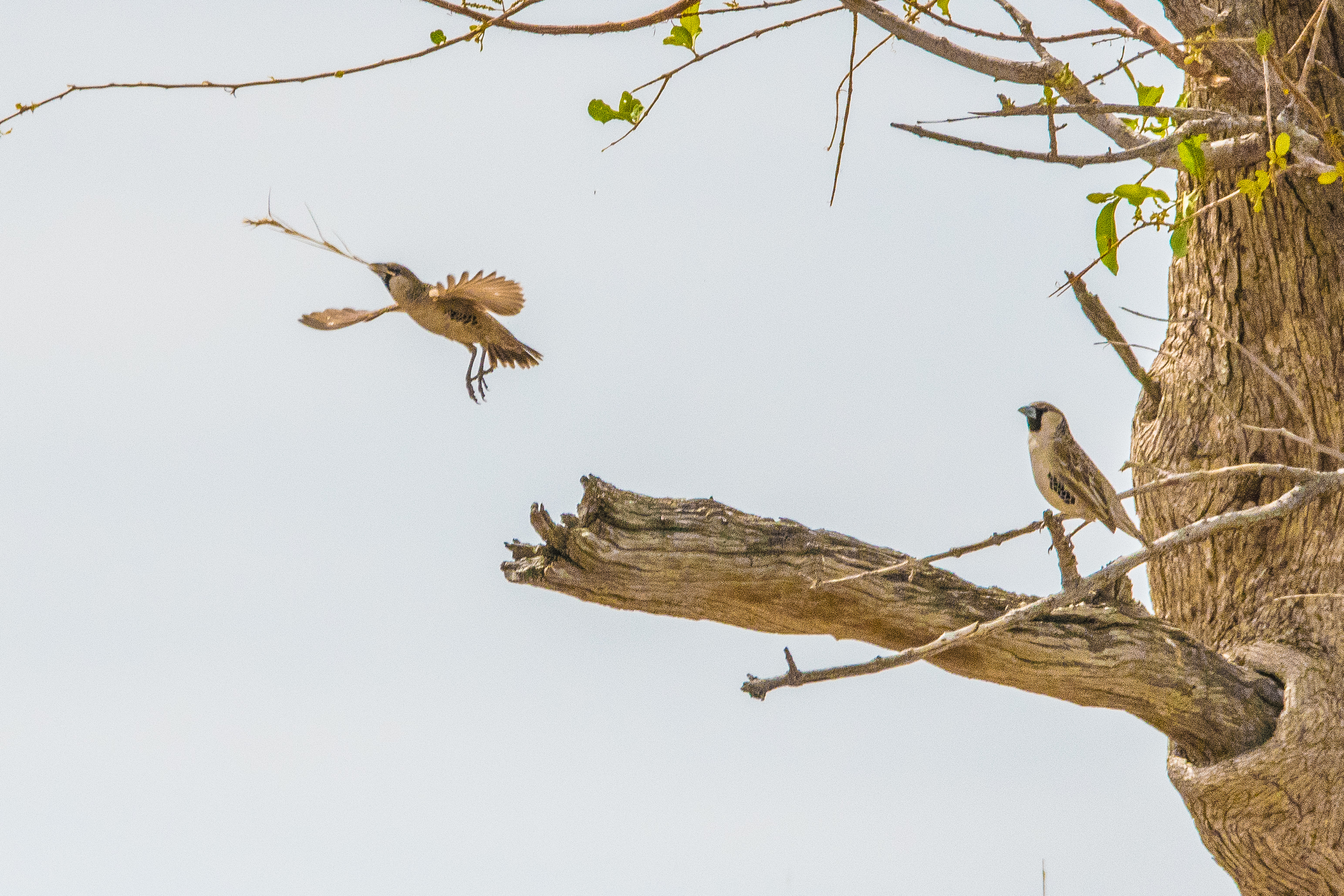 Républicains sociaux (Sociable weaver, Philetairus socius), adultes contribuant à la construction ou à l'entretien du nid communautaire, Namutoni, Parc National d'Etosha, Namibie.